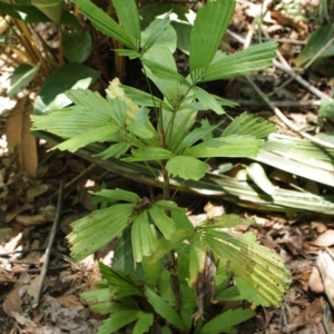 Pierre Olivier Albano Reinhardtia gracilis 2