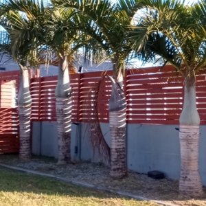 JC Jungles Spindle Palms