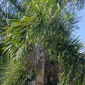 David Parker Chrysalidocarpus madagascariensis 1