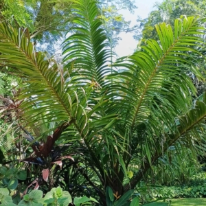 David Parker Marojejya insignis