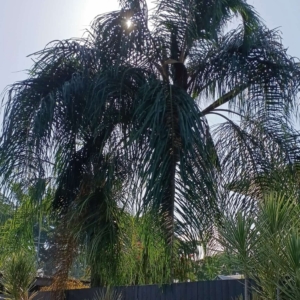 David Parker Queen Palm