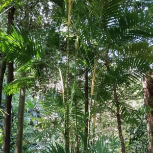 David Parker Pinanga adangensis 1