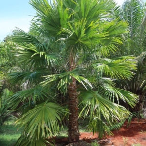 Pierre Olivier Albano Saribus merrrillii