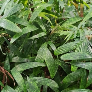 David Parker Pinanga disticha