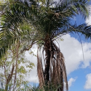 David Parker Phoenix reclinata 2