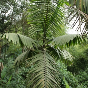 Pierre Olivier Albano Wettinia aequalis
