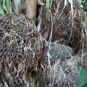 Pierre Olivier Albano Phytelephas aequatorialis 3