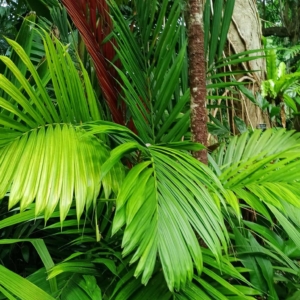 David Parker Calyptrocalyx multifidus