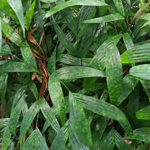 David Parker Pinanga disticha