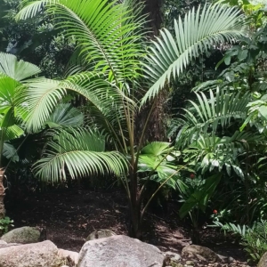 David Parker Pigafetta elata