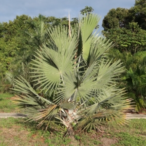 Pierre Olivier Albano Bismarckia nobilis Mayotte