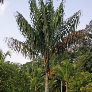 Pierre Olivier Albano Oenocarpus bacaba 1
