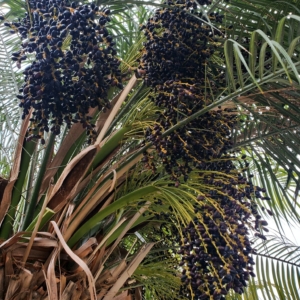 Phoenix roebelenii seeds