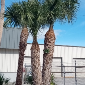 JC Jungles Sabal palmettos