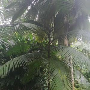 David Parker Rhopablolaste elegans