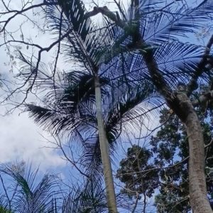 David Parker Chrysalidocarpus psammophilus 1