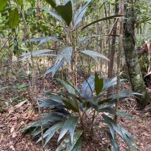 Pierre Olivier Albano Geonoma pauciflora 3
