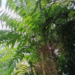 David Parker Ptychosperma sp. Wotoboho