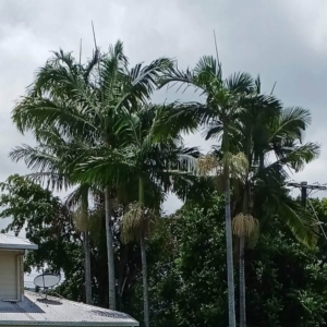 David Parker Archontophoenix alexandrae