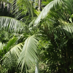 Pierre Olivier Albano Clinostigma savoryanum