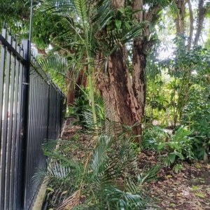 David Parker Areca laosensis