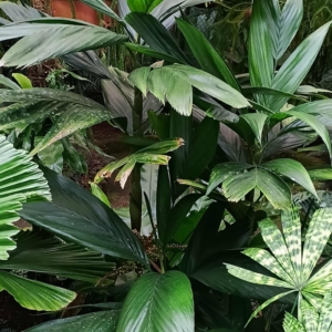 David Parker Areca ridleyana