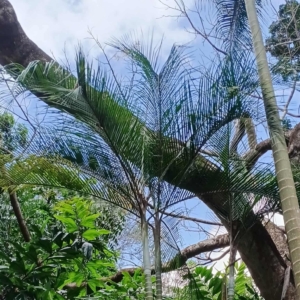 David Parker Chrysalidocarpus psammophilus 2