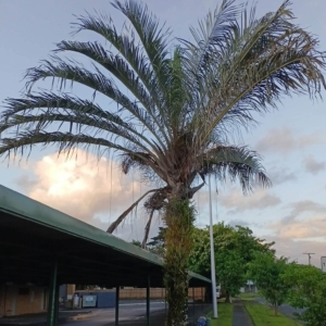 David Parker Chrysalidocarpus decaryi