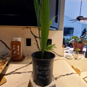 Phoenix sylvestris seedling