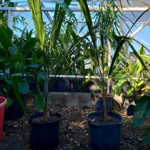 JC Jungles Queen palms