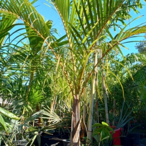 JC Jungles spindle palm