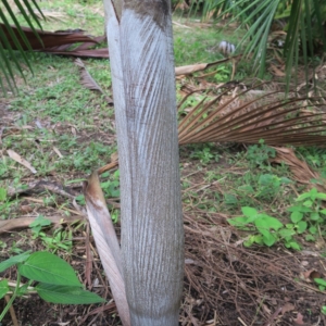 Pierre Olivier Albano Chambeyronia piersoniorum