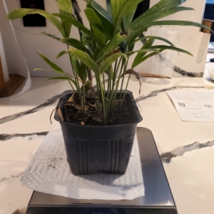 Solitaire Palm 4 inch