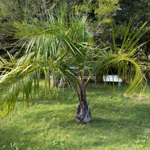 Butiagrus