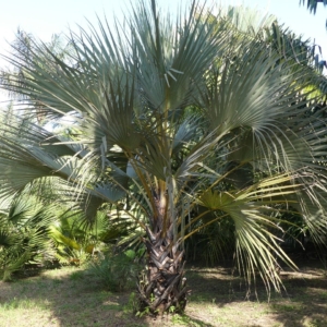 Pierre Olivier Albano Medemia argun 1