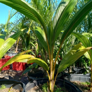 JC Jungles Coconut