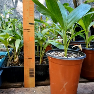 Prychosperma elegans seedlings