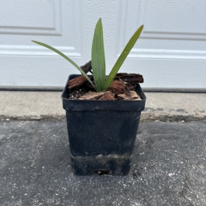Northern Tropicals Sabal minor 4 inch