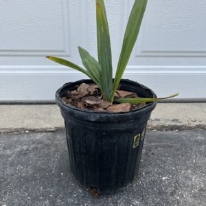 Northern Tropicals Sabal minor 1 gallon