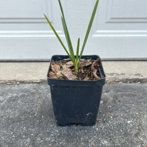 Northern Tropicals Sabal palmetto 4 inch