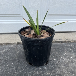 Northern Tropicals Sabal palmetto 1 gallon