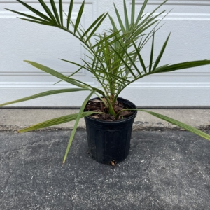 Northern Tropicals Phoenix sylvestris 1 gallon