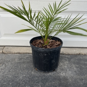Northern Tropicals Phoenix sylvestris 3 gallon