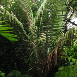 Ceroxylon ventricosum