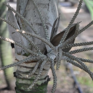 burretiokentia grandiflora
