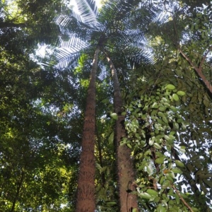 oncosperma horridum