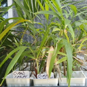 Tad Collister Chamaedorea radicalis 4 inch