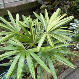 Krohn Conservatory Rhapis excelsa variegated