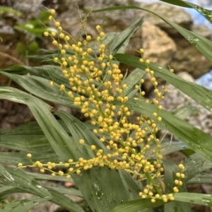 Krohn Conservatory Chamaedorea elegans flowers