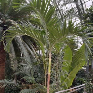 Krohn Conservatory Adonidia merrillii